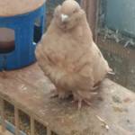 Nelutu Vecerzan Profile Picture