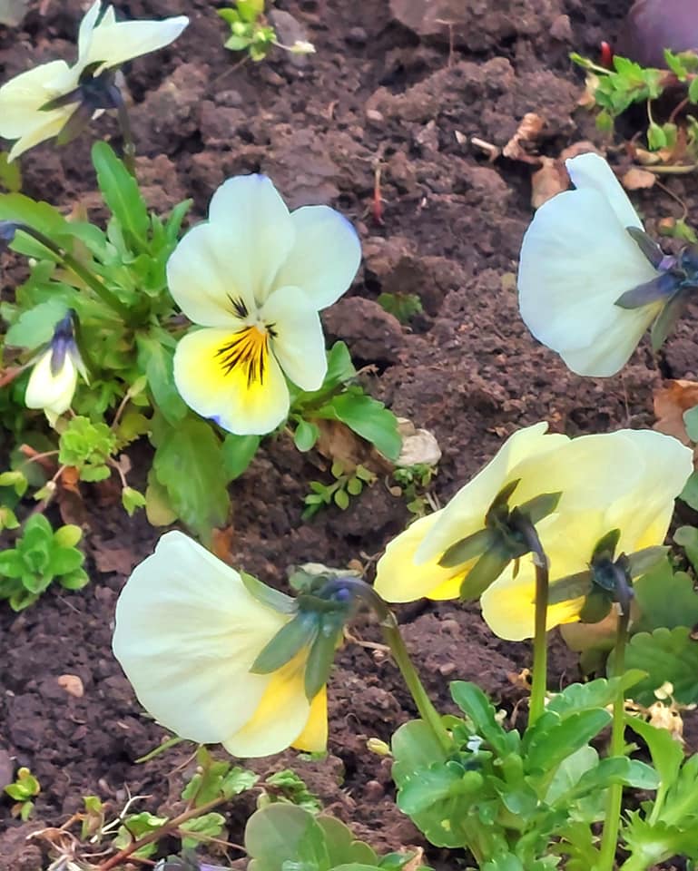 Montana Hier profile picture