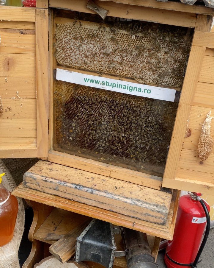 Montana Hier profile picture