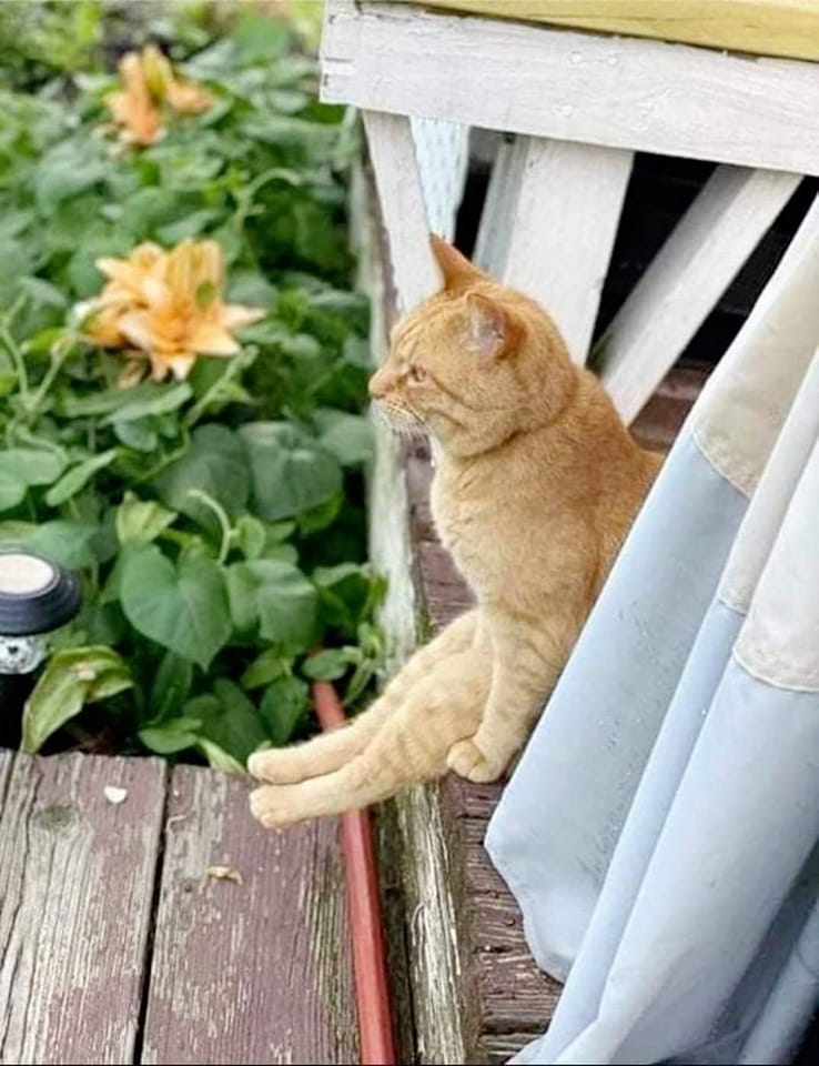 Montana Hier profile picture