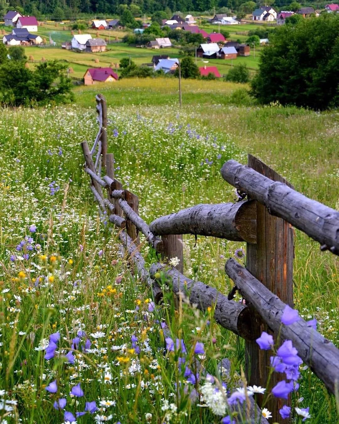 Montana Hier profile picture